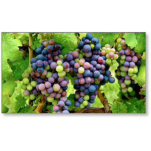 Изображения NEC X554UN-2